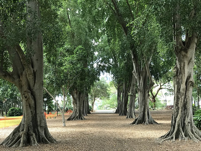 File:Tree lined avenue at the City Botanic Gardens, Brisbane.jpg