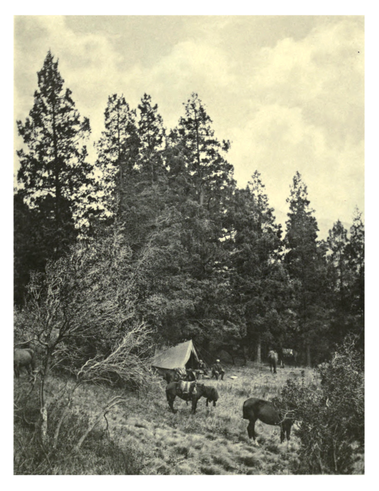 Plate 141: Libocedrus chilensis in Chile