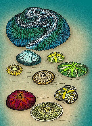 <span class="mw-page-title-main">Trilobozoa</span> Extinct phylum of triradially symmetrical animals