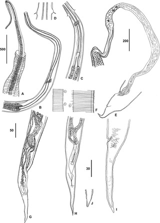 <span class="mw-page-title-main">Thelazioidea</span> Superfamily of roundworms