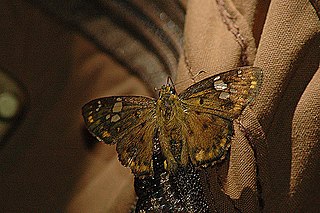 <i>Coladenia</i> Genus of butterflies