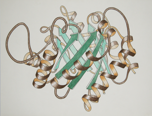 protein ribbon drawing