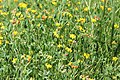 Triphysaria eriantha in vernal pool (35178969222).jpg