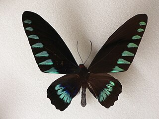 <i>Trogonoptera trojana</i> Species of butterfly