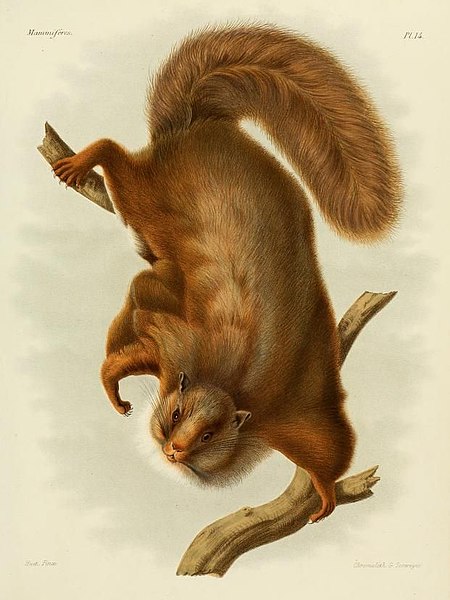 File:Trogopterus xanthipes.jpg