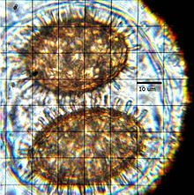 A two-spored ascus; the ellipsoid spores have a honeycomb-like surface network ornamented with numerous spikes. Tuber oregonense 35390.jpg