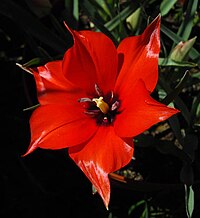 Tulipa linifolia 2.JPG