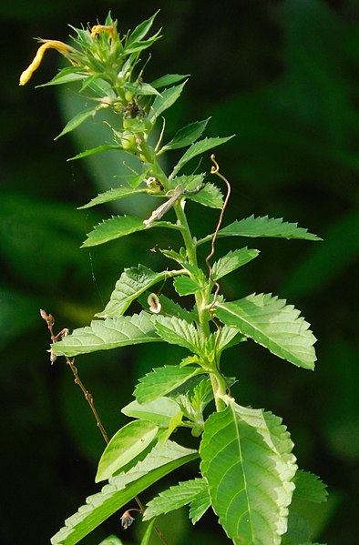 File:Turnera subulata (Passifloraceae).jpg