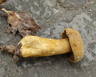 <i>Tylopilus tabacinus</i> Species of fungus