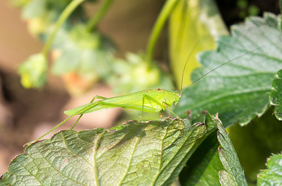 Grasshopper ‎