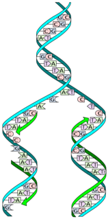 DNA unwinding element Initiation site for the opening of the DNA double helix