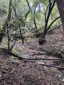 Upper San Leandro Creek.jpg