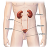 Urinary System (Male) (cropped).png