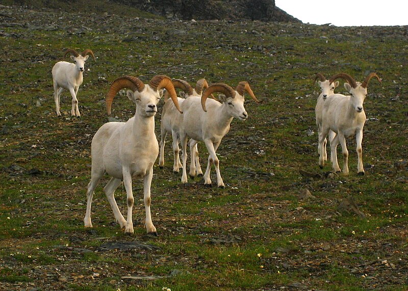 File:Urinating Sheep.jpg