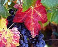 English: Grapes from the Guadalupe Valley, Ensenada, Mexico. Photo by Tomas Castelazo Français : Grappes provenant de la vallée du Gadalupe, Ensenada, Mexique