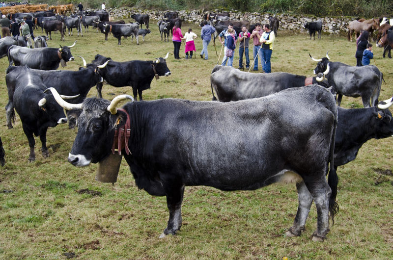 File:Vacas-tudancas-en-la-campa-de-cieza-2013.JPG