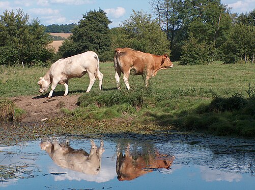 Cow near the Serein river