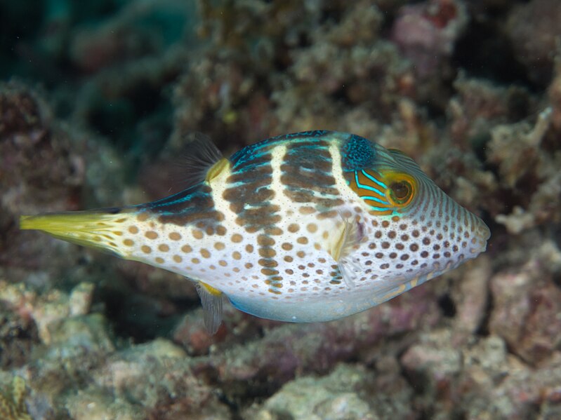 File:Valentin's sharpnose puffer (Canthigaster valentini) - 49841197142.jpg