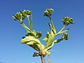 Valerianella locusta sl6.jpg