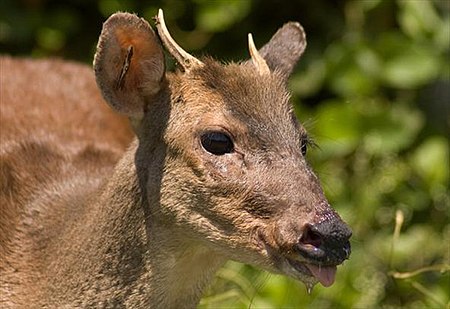 Tập_tin:Veado-mateiro-pequeno.jpg