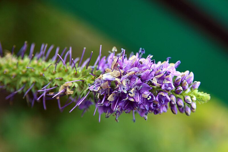 File:Veronica flower in Behnke nurseries.jpg