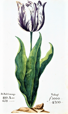 A tulip, known as "the Viceroy" (viseroij
), displayed in the 1637 Dutch catalogue Verzameling van een Meenigte Tulipaanen
. Its bulb was offered for sale for between 3,000 and 4,200 guilders (florins) depending on weight (gewooge
). A skilled craftsworker at the time earned about 300 guilders a year. Verzameling van een meenigte tulipaanen p15.png