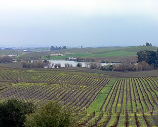 Los Carneros AVA wine region in California