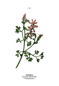 Plate 8 Fumaria officinalis