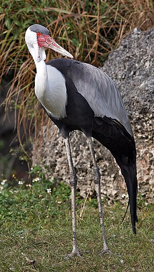 Wattled Crane 1400.jpg