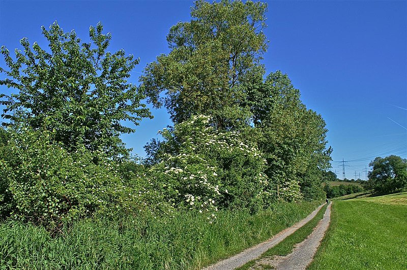 File:Weg vom Böllstrichsee nach Ölbronn 1 - panoramio.jpg