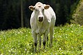 * Nomination Charolais cattle calf on Oberorter Straße, Weitensfeld, Carinthia, Austria -- Johann Jaritz 02:47, 1 June 2021 (UTC) * Promotion  Support Good quality. --XRay 03:49, 1 June 2021 (UTC)