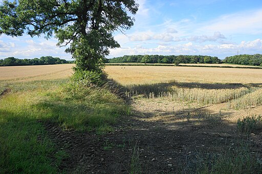 Wheat fields near Monkton Farleigh - geograph.org.uk - 5274545