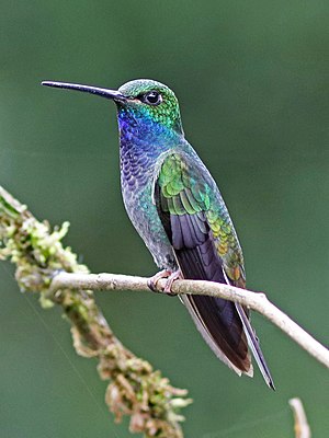 Blue-throated Andean Hummingbird