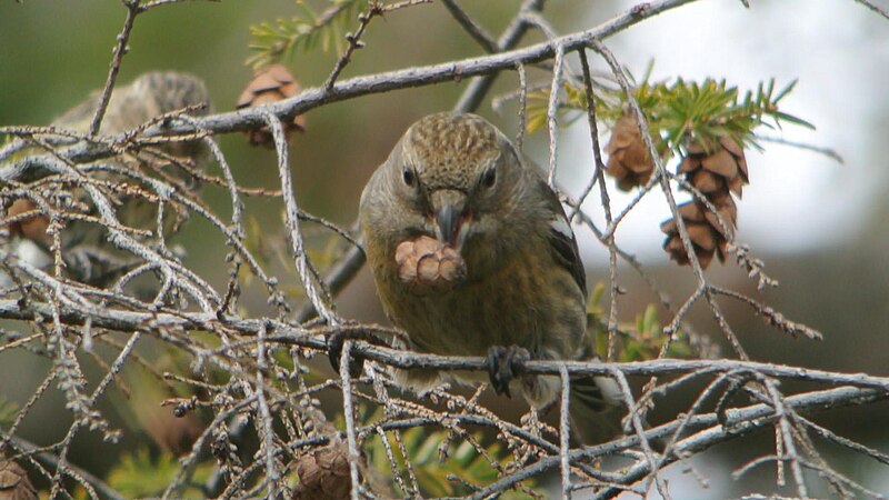 File:White-winged Crossbill (8239003235).jpg