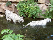 Tigre blanc — Wikipédia