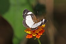 Memutih bulan sabit (Janatella leucodesma).jpg