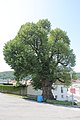 Deutsch: Winterlinde vor dem Friedhof in Wiesen, Burgenland