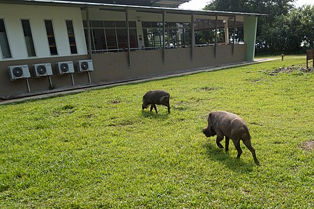 Wild pigs hanging out near the cafeteria