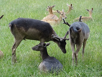 So kommt man zu Wildpark Klosterwald mit den Öffentlichen - Mehr zum Ort Hier