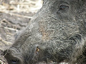 Lợn Rừng Châu Âu: Đặc điểm, Phạm vi, Với con người