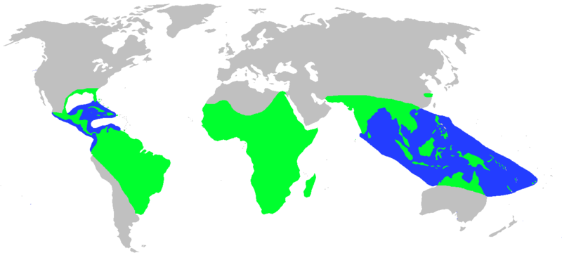 File:World.distribution.crocodilia.1.png