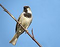 Polski: Wróbel zwyczajny, wróbel domowy, wróbel, jagodnik (Passer domesticus)