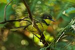 Thumbnail for Yellow-throated apalis