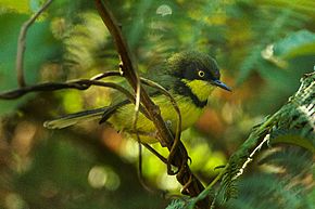 Bildbeskrivning Yellow-throated Apalis - Malawi S4E4174 (17329190131) .jpg.