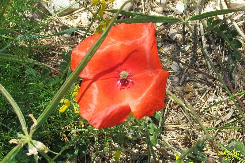 File:Zakynthos flora (35064172663).jpg