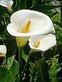 Blanko de la floro Zantedeschia aethiopica.