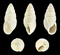 * Nomination White form of a shell of Zebrina detrita --Llez 18:17, 23 December 2017 (UTC) * Promotion Good quality. --Ermell 07:25, 24 December 2017 (UTC)