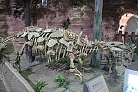 Zhongyuansaurus luoyangensis