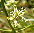 Zigadenus micranthus