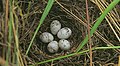 Vajíčka v hniezde, zvyčajne sú štyri